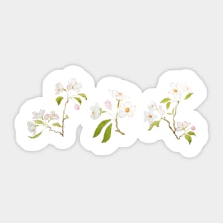 3 white cherry blossom branches Sticker